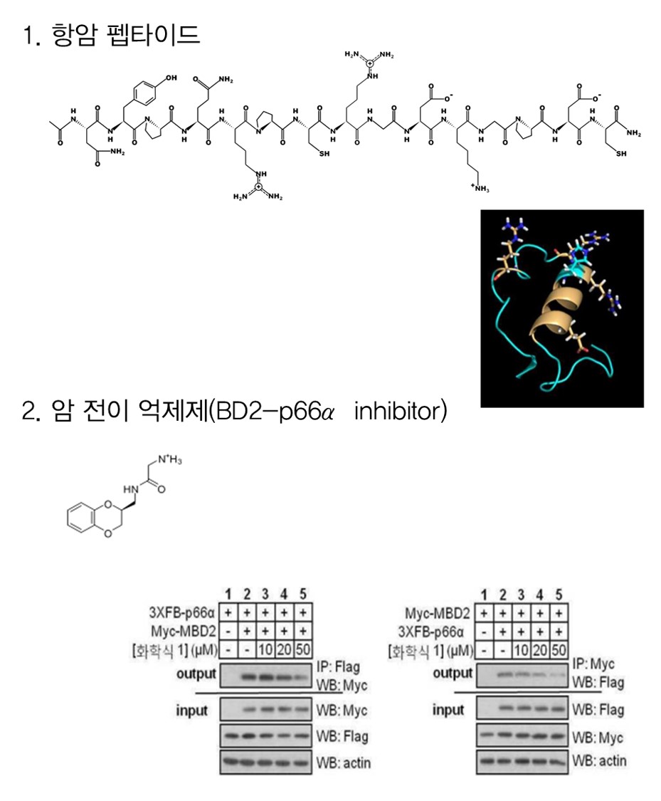 항암펩티드 및 암 전이 억제제(BD2-p66α inhibitor)